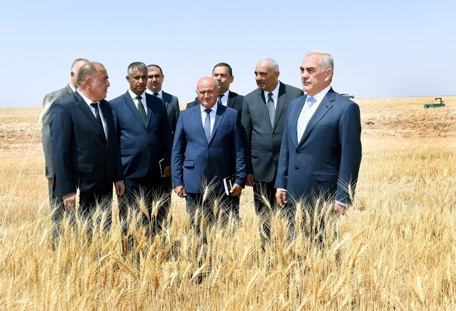 Naxçıvanda taxıl biçini mütəşəkkil aparılır