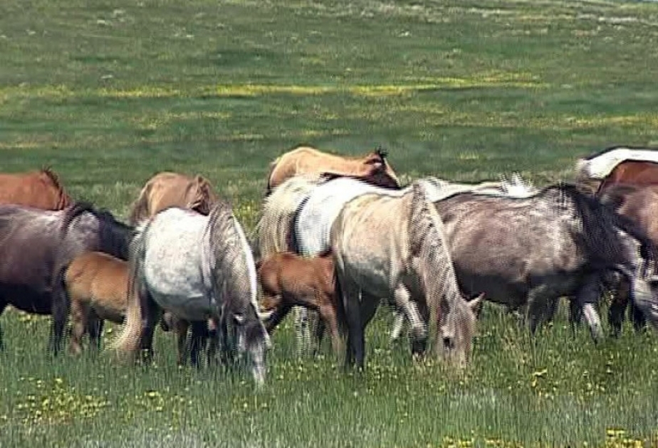 La raza rara de caballo-riqueza nacional de Azerbaiyán