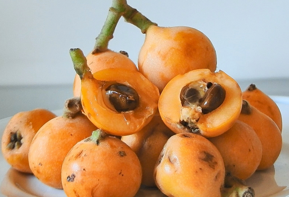 Azeri exotic – loquat