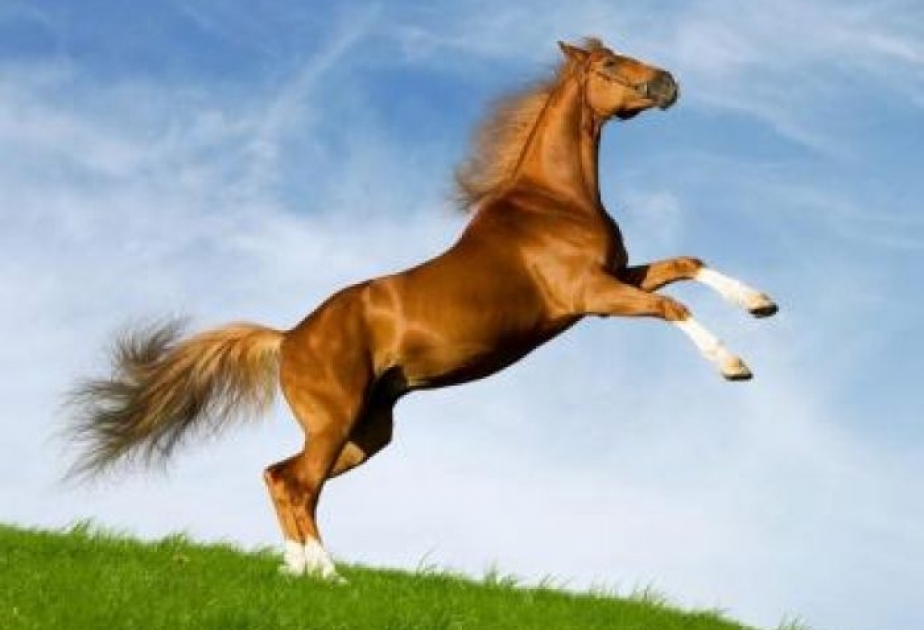 Riqueza nacional de Azerbaiyán-Caballos de Karabaj