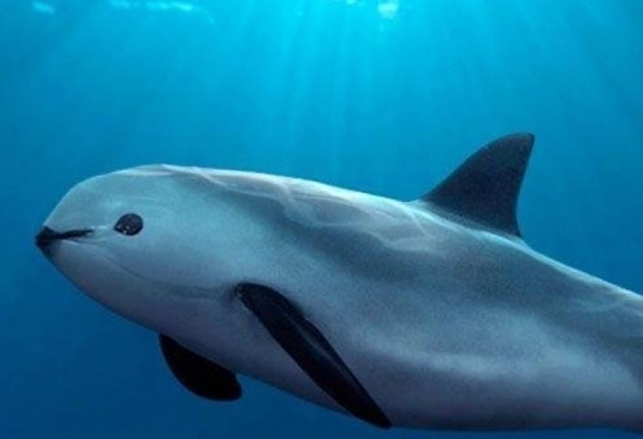إدراج موقع الجزر والمناطق المحمية في خليج كاليفورنيا (مكسيك) في قائمة التراث العالمي المعرض للخطر