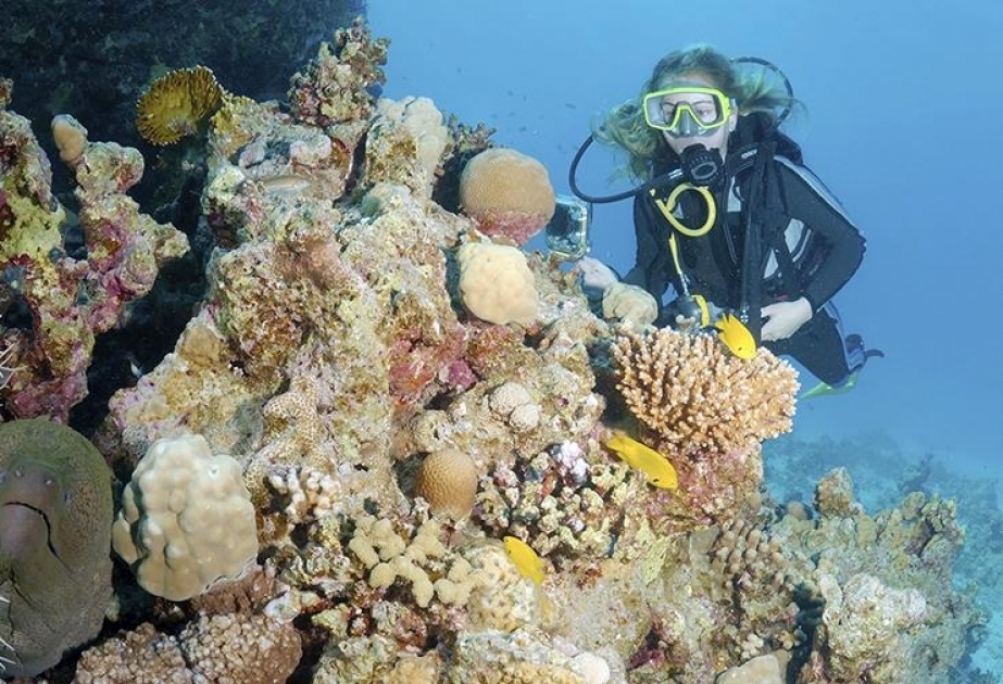 Изменения климата привели к гибели 90 процентов коралловых рифов у берегов Шри-Ланки