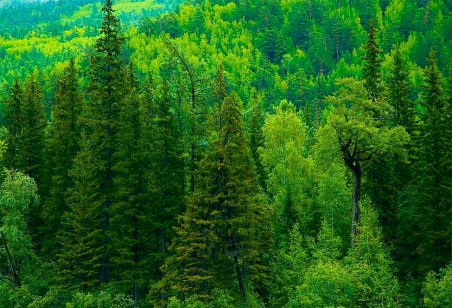 Alimlər qlobal istiləşməni dayandırmağın sadə üsulunu tapıblar