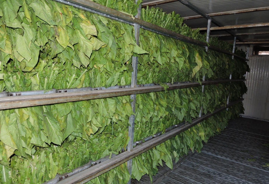 Balakənin emal məntəqəsi fermerlərdən 51 ton yaşıl tütün qəbul edib