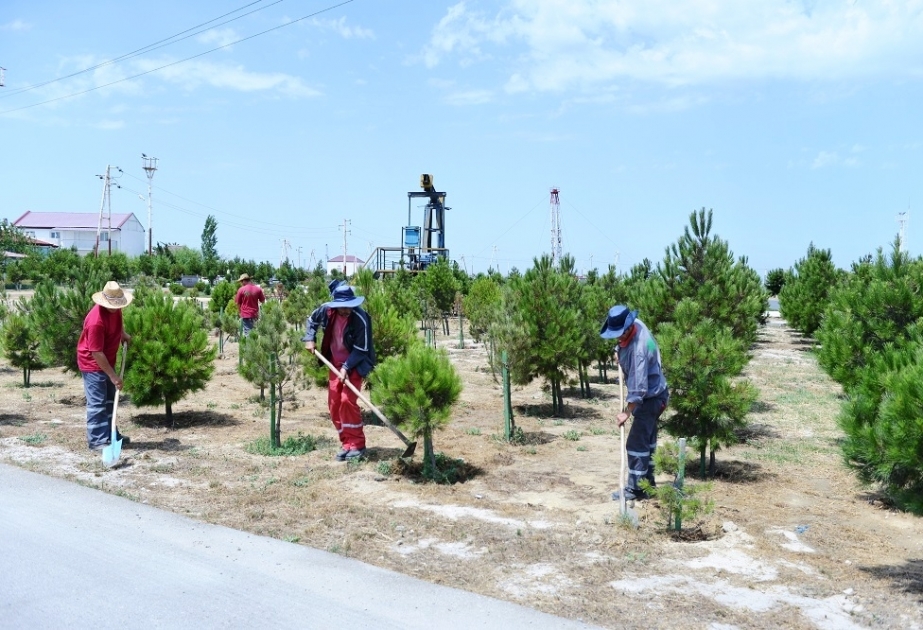 SOCAR-ın mədən ərazilərində 117,6 mindən çox müxtəlif növ ağaclara aqrotexniki xidmətlər göstərilir