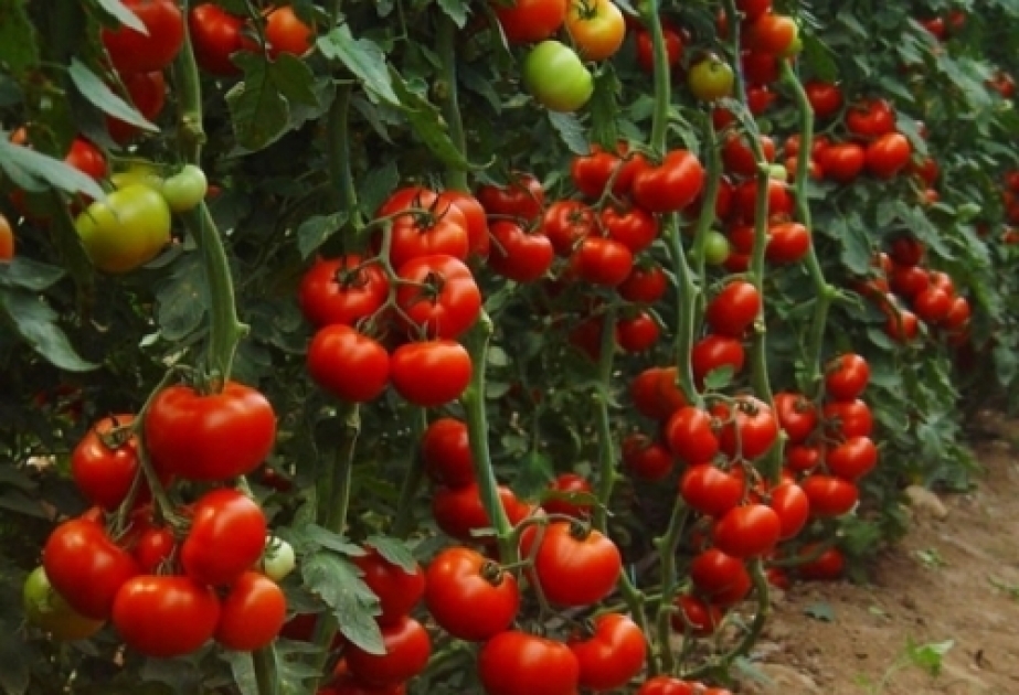 Saatlıda 1648 tondan çox pomidor yığılıb