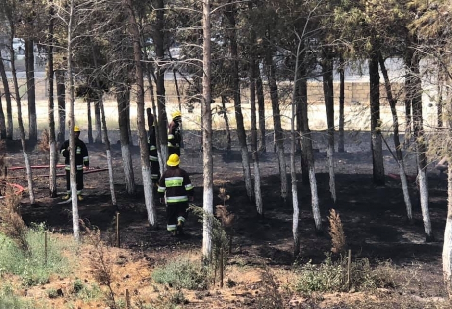 Пожар вдоль автомагистрали Баку-Губа потушен