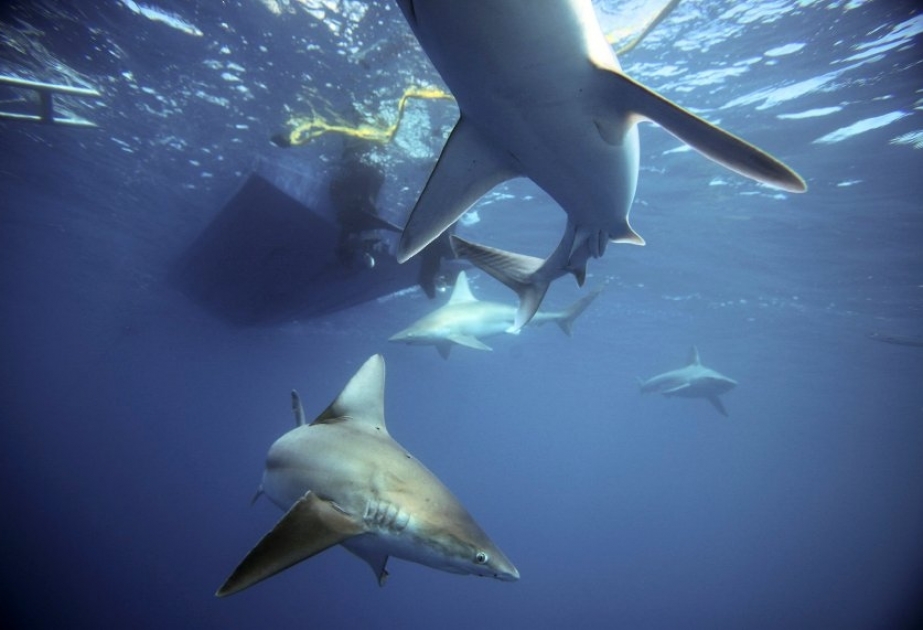 38-jähriger US-Amerikaner hält mehrere Haie