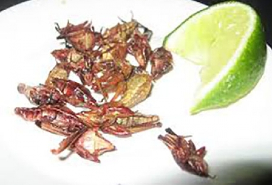 Ученые считают, что к 2050 году насекомые могут заменить мясо в рационе человека