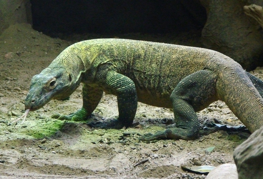La isla Komodo de Indonesia se cerrará en 2020