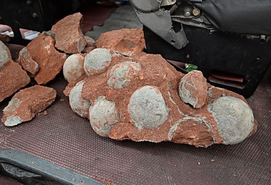 Un escolar chino encontró 11 huevos de dinosaurio fosilizados