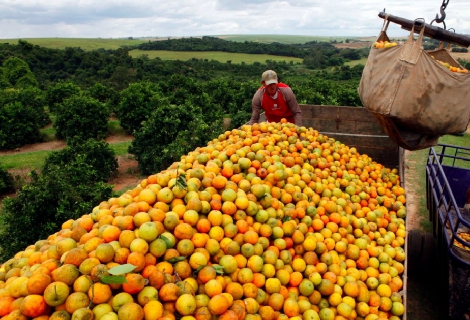 En Portugal se ha registrado una cosecha récord de naranjas