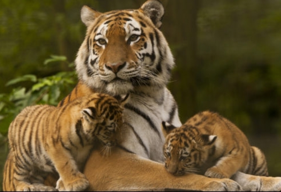 Tigerpopulation in Indien gestiegen