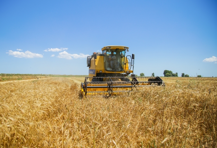 بيان خاص مجدول حول حصاد الحبوب على نطاق البلد إلى اليوم  الإنتاجية المتوسطة من كل هيكتار تبلغ 3140 كغ