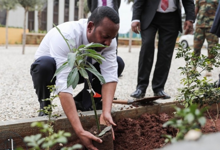 Weltrekord in Äthiopien: Innerhalb von zwölf Stunden ca. 354 Millionen neue Setzlinge gepflanzt