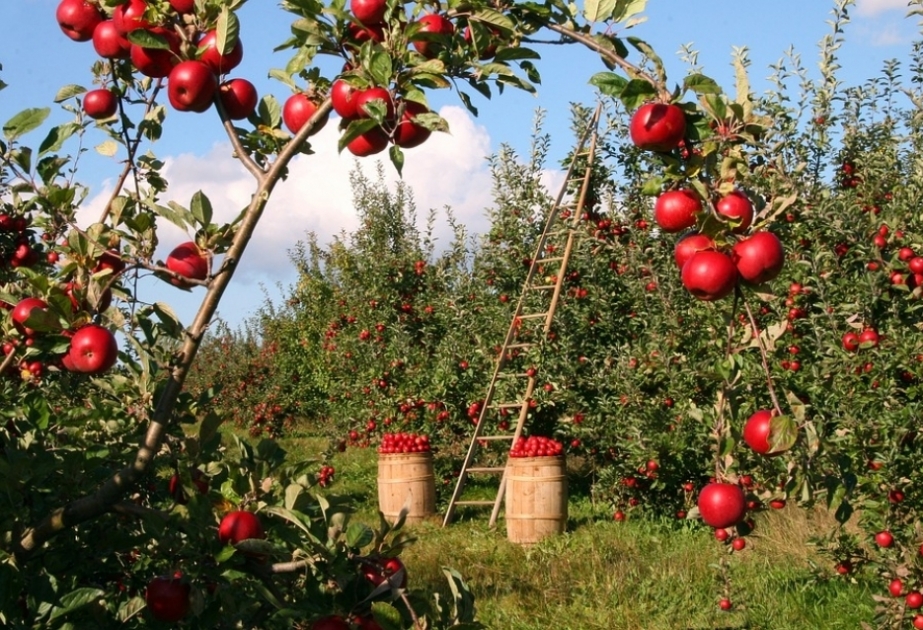 Apfel beherbergt auch große Anzahl Mikroorganismen