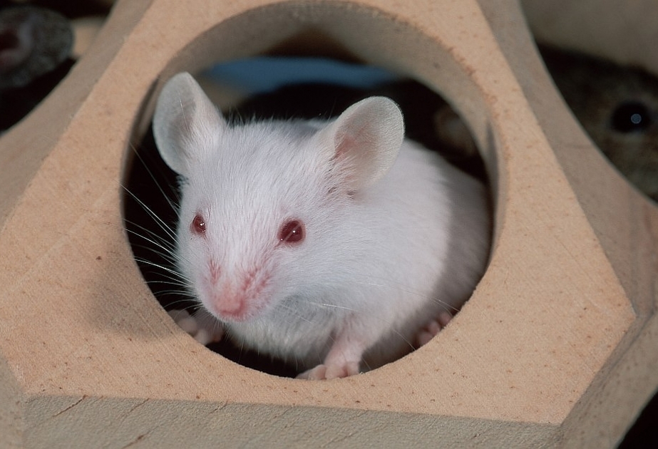 Японским ученым разрешили скрестить человека и мышь