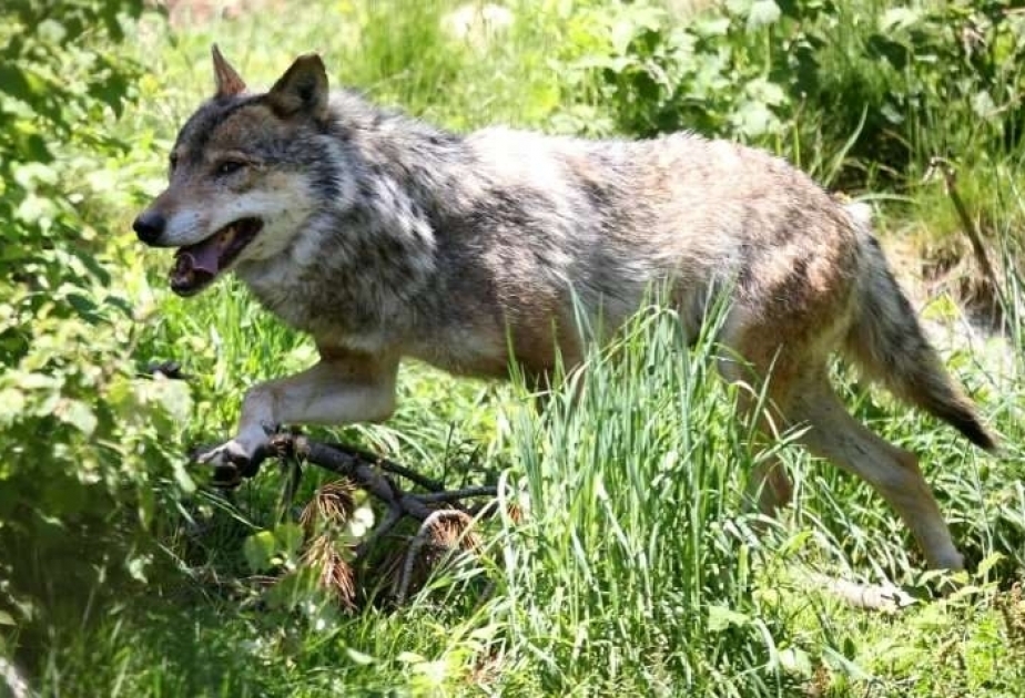 Belçikada Alp dağlarından gəlmiş canavar aşkar edilib
