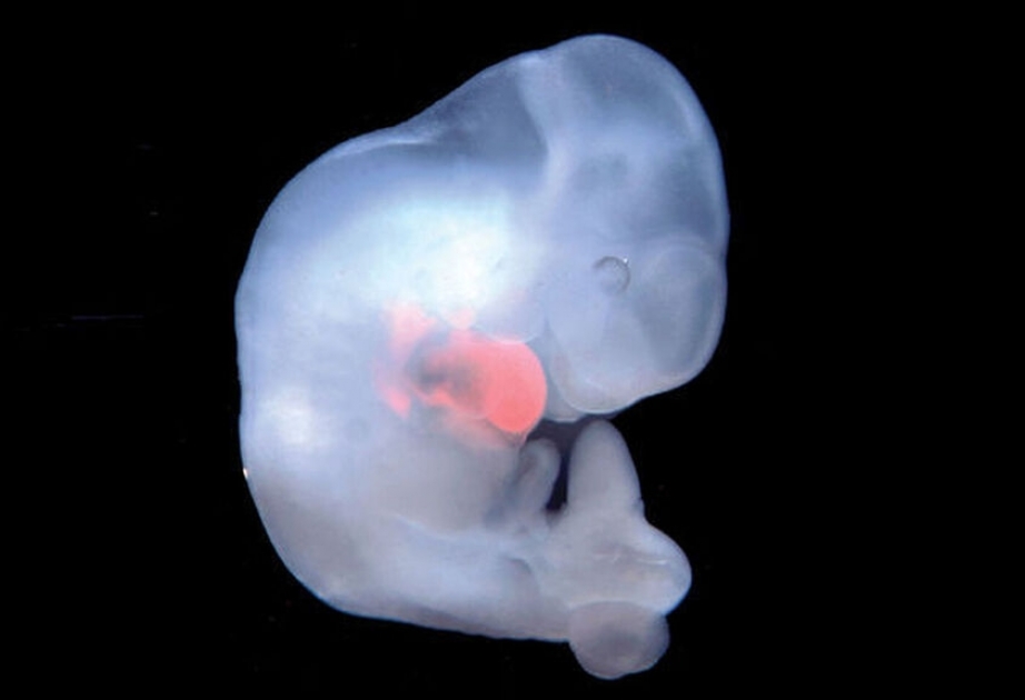 Científicos españoles dicen que son capaces de crear una quimera humana y un embrión de mono