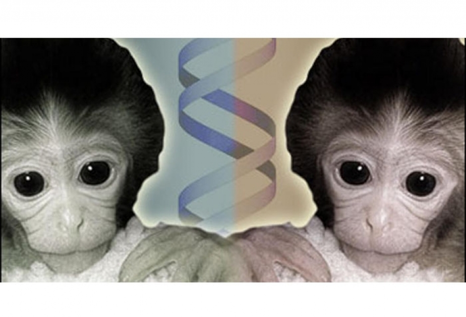 Испанские и американские ученые вырастили эмбрион человека-обезьяны