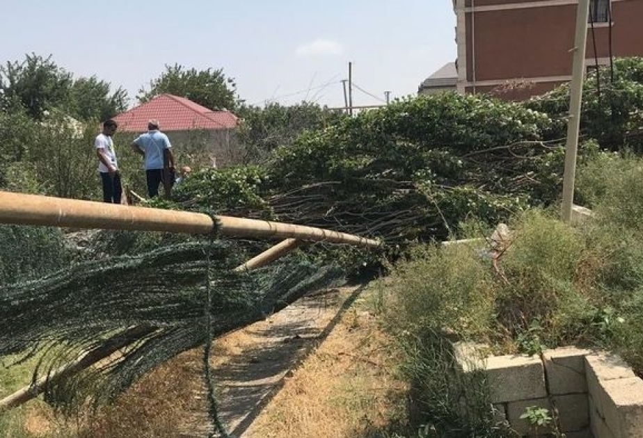 На Абшероне сильный ветер повалил дерево на газовую линию