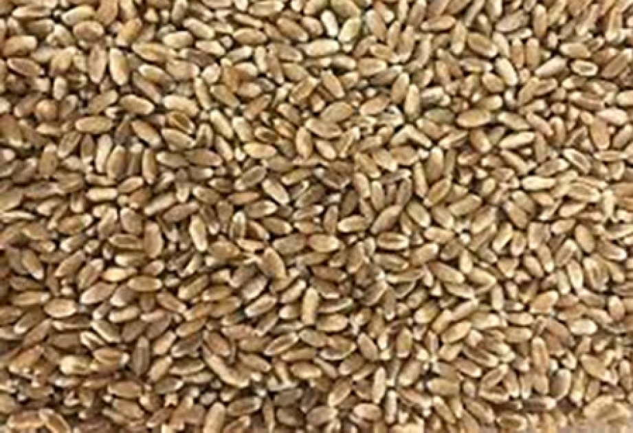Российские ученые вывели диетический сорт пшеницы