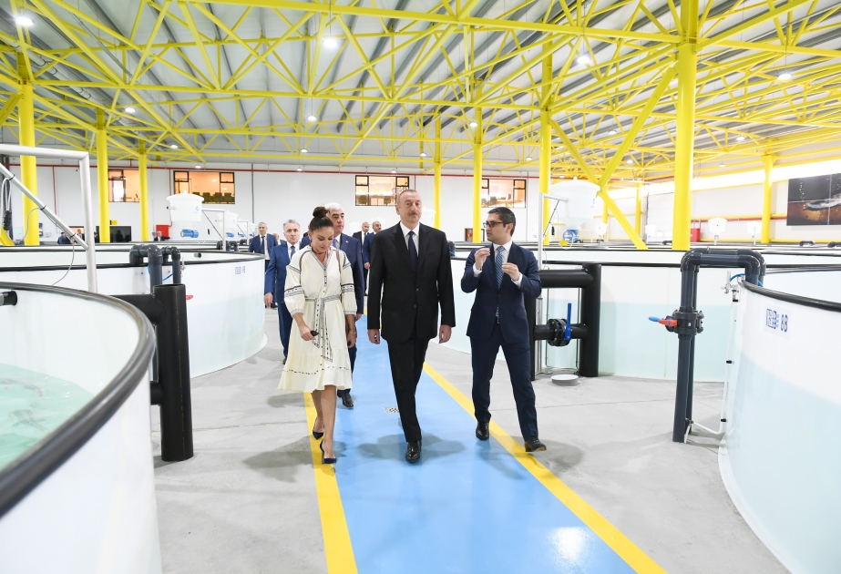 Le président Ilham Aliyev a pris connaissance du processus de production à la station de reproduction des esturgeons «NéréMIZ» à Pirallahy VIDEO