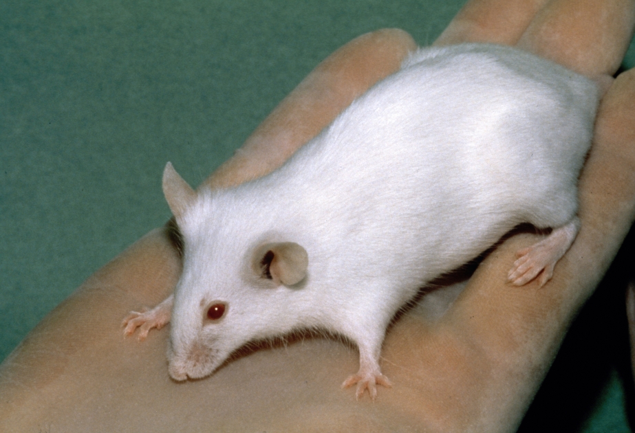 Ученые создали метод оценки болевой реакции мышей для повышения эффективности анальгетиков