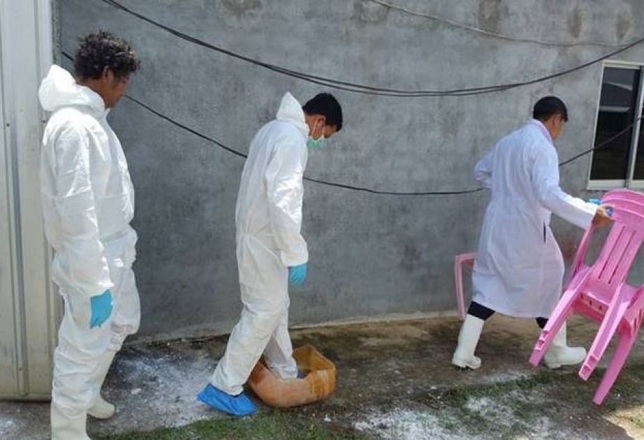 За год в результате вспышки чумы свиней в Азии погибло почти 5 миллионов животных