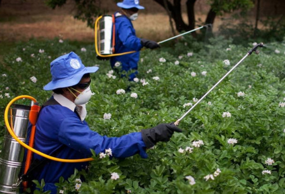 Использование агрохимикатов в Парагвае привело к загрязнению окружающей среды и отравлению людей