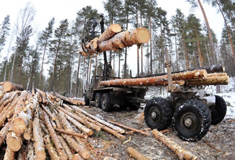 Россия может полностью запретить экспорт леса в Китай