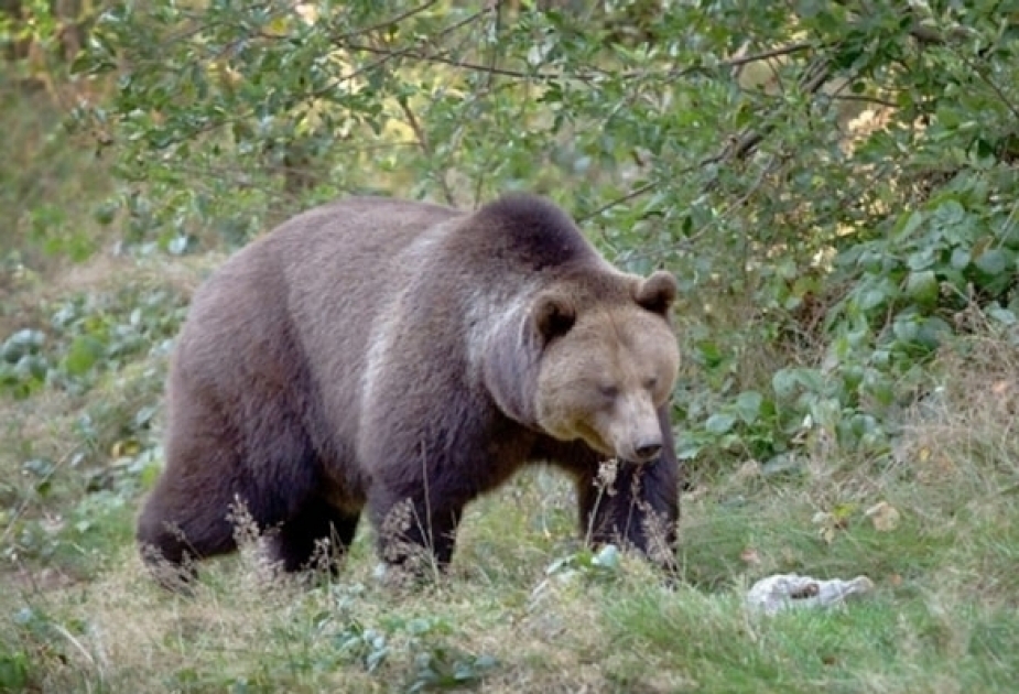 Per Kamerafallen seltene Tier-und Vogelarten im Göjgöl Nationalpark erfassen