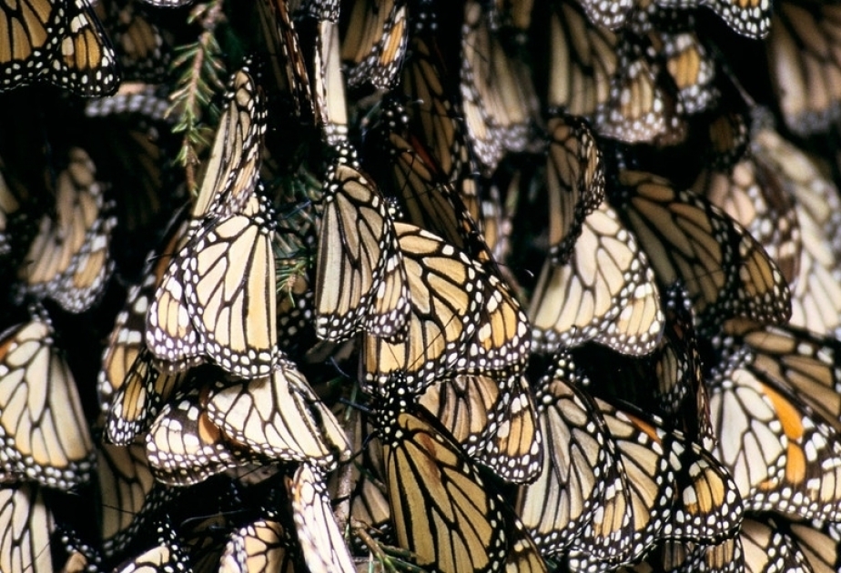 CITEC Konfransında nadir flora və fauna növlərinin beynəlxalq ticarətinin tənzimlənməsi məsələləri müzakirə ediləcək
