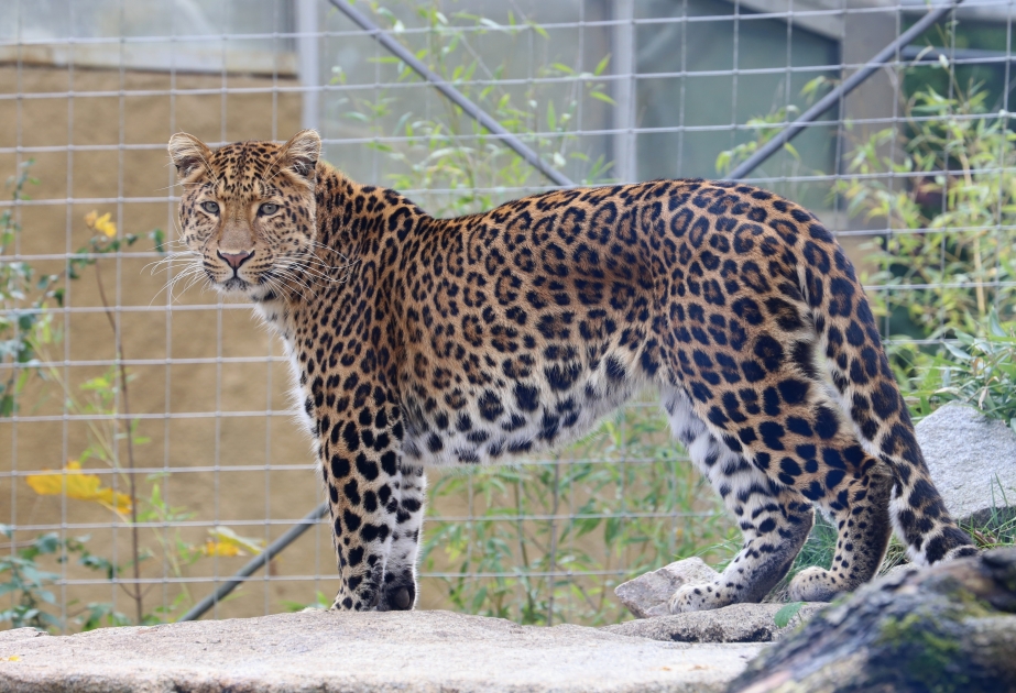 В Северном Китае замечен редкий вид леопарда
