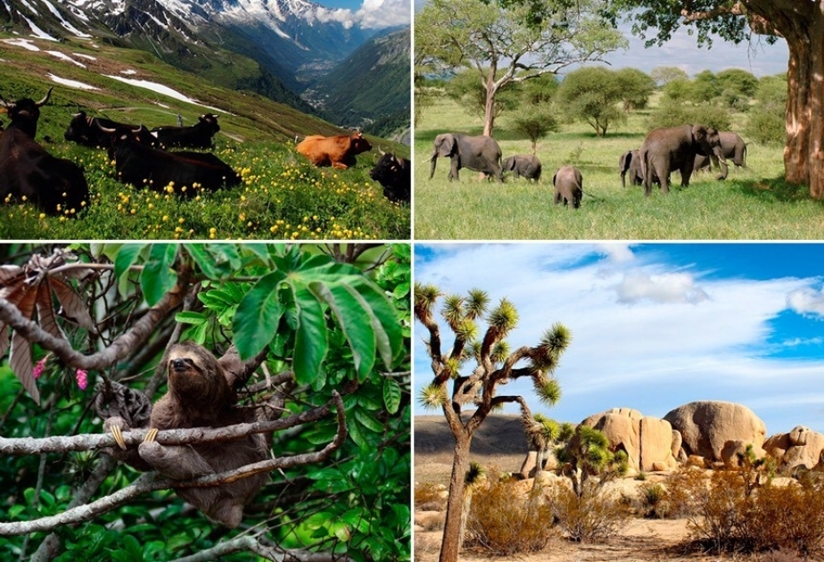 Doce días para trabajar en favor de las especies y los ecosistemas mundiales