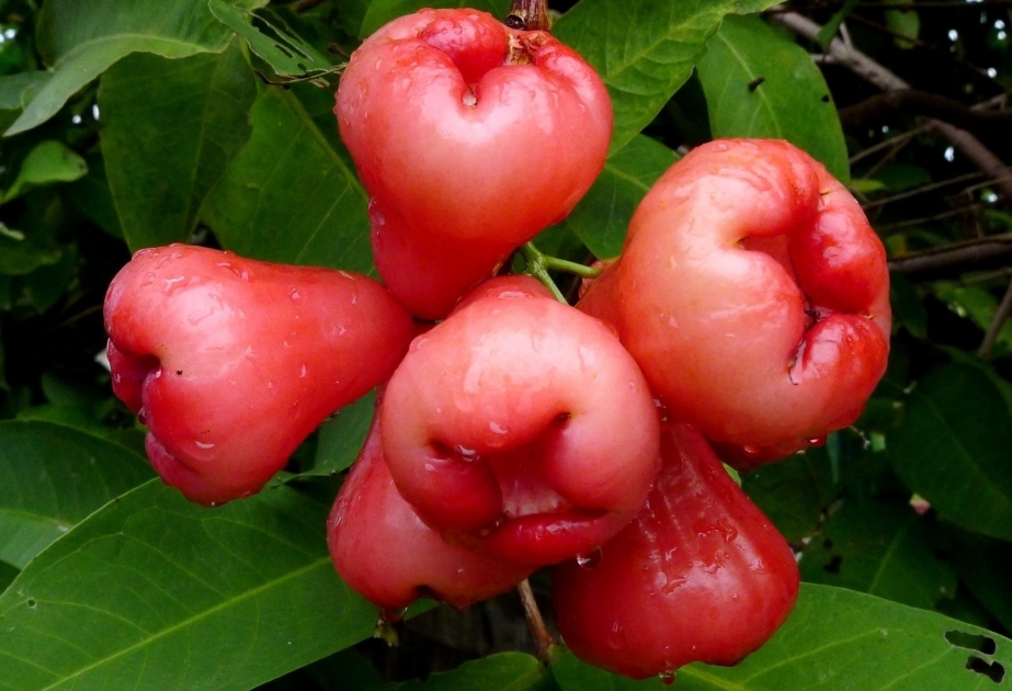 Dünyanın ən ekzotik meyvələri: ikinci hissə