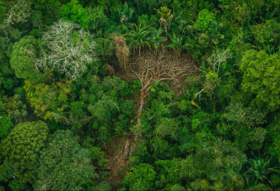 Bu il Braziliyanın Amazon meşələrində 72 mindən çox yanğın baş verib