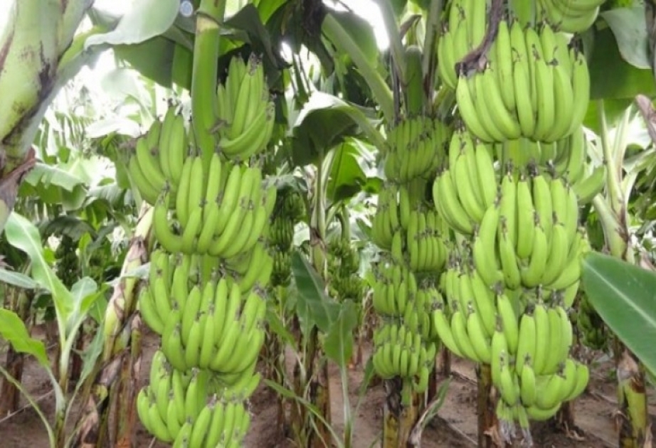 Штамм, уничтожающий плантации бананов Кавендиш, замечен в Латинской Америке