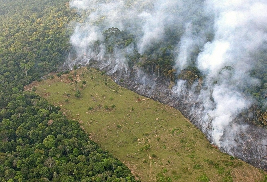 Waldbrände in Brasilien: Lunge der Welt brennt