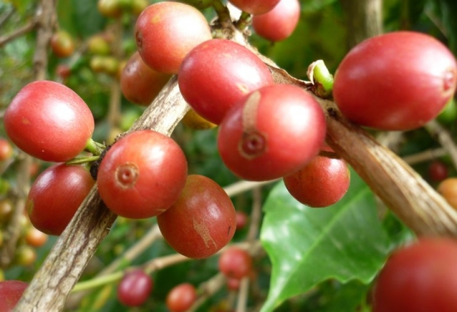 Бразилия и Вьетнам берут под контроль глобальный рынок кофе