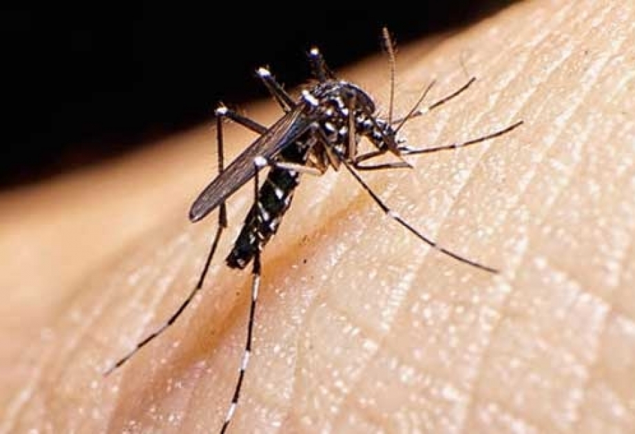 Día Internacional contra el Dengue