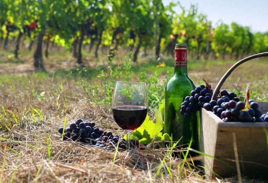 Shamají albergará el Festival de la Uva y el Vino