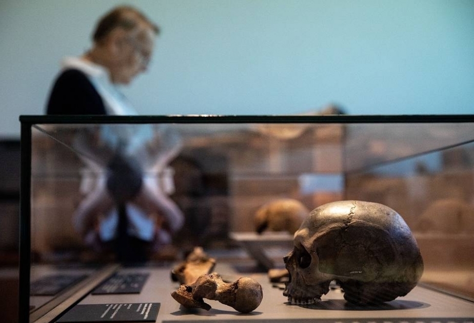 Découverte d’un crâne de 3,8 millions d'années d'un ancêtre humain en Éthiopie