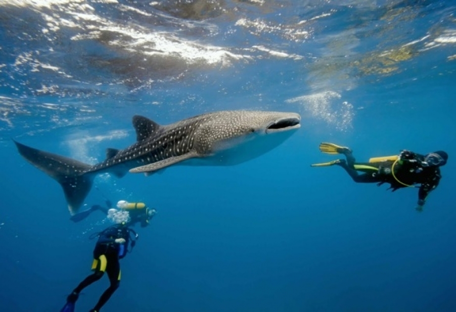 Día Internacional del Tiburón Ballena