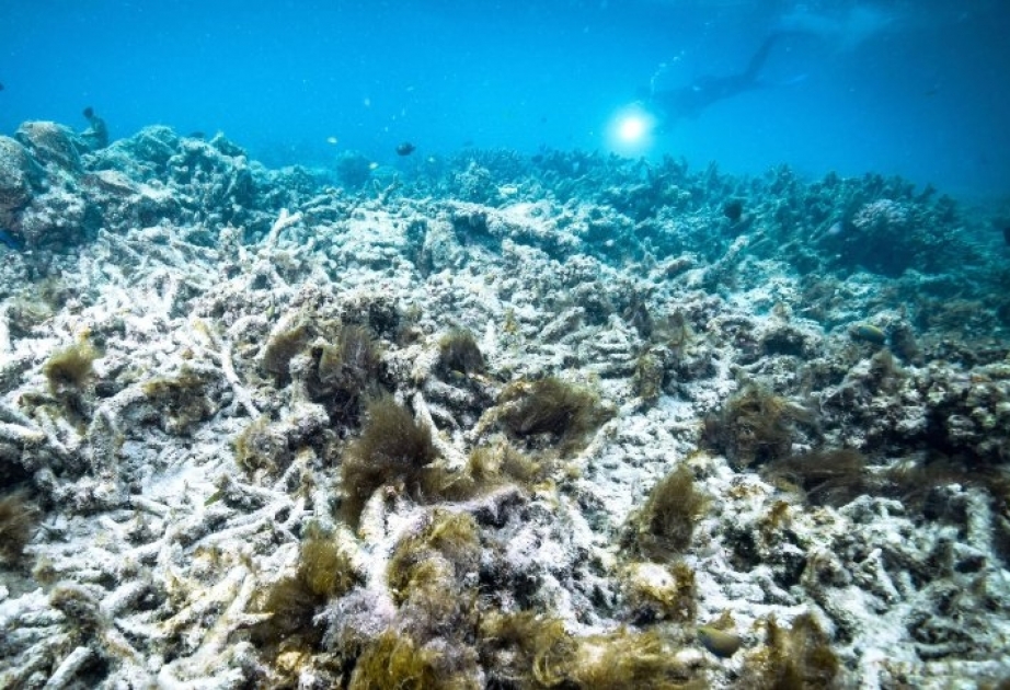 Einzigartiger Unterwasserlebensraum könnte seinen Status als Unesco-Welterbe verlieren