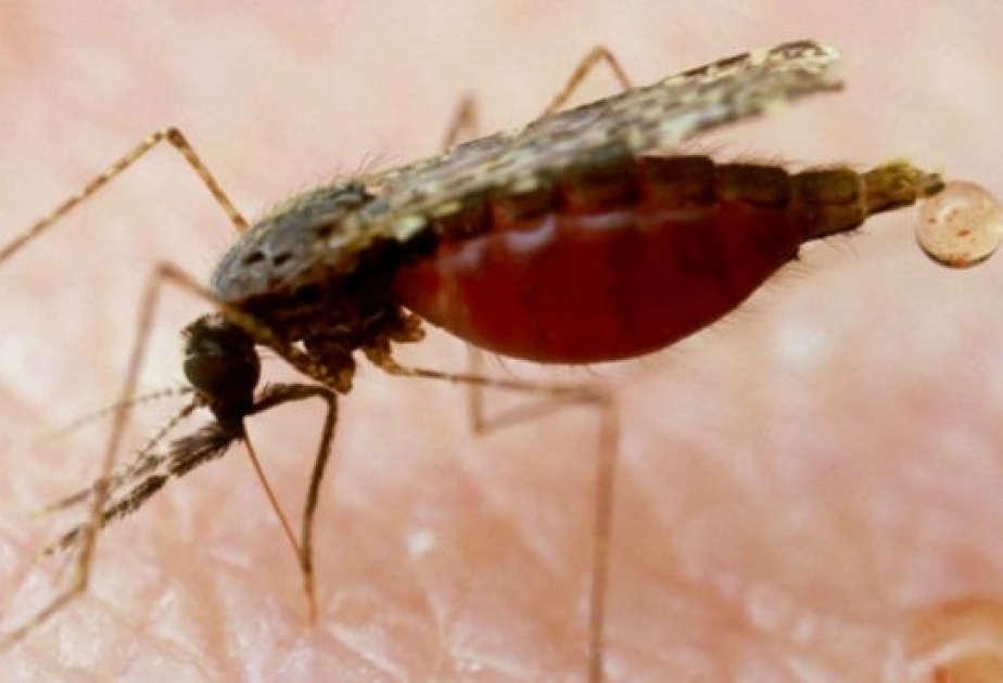 Ученые нашли способ искоренения малярии на планете