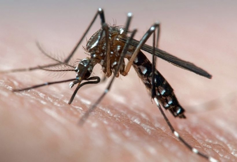 Китайские ученые разработали новую методику по уничтожению комаров