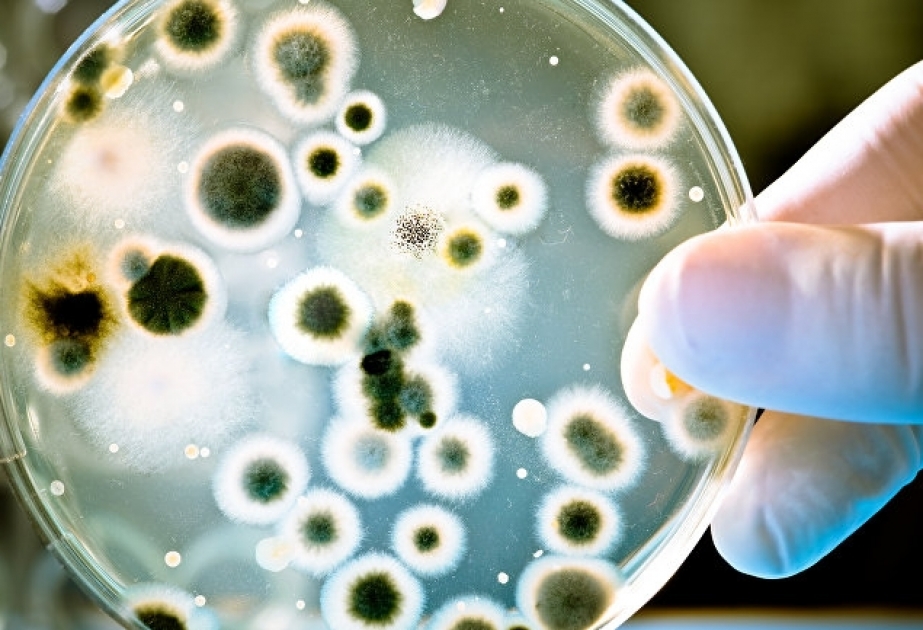 Ученые выяснили, как распространяются устойчивые к лекарствам бактерии