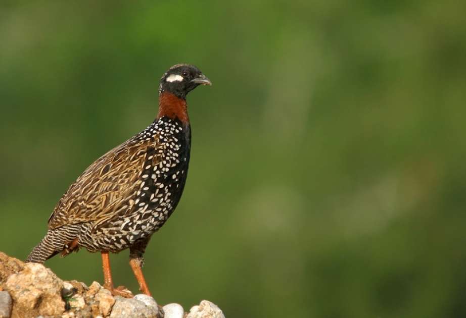 Naturaleza azerbaiyana: Hermoso francolín