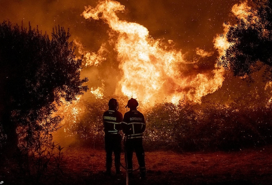 С начала года в Португалии произошли пожары на 31 328 гектарах